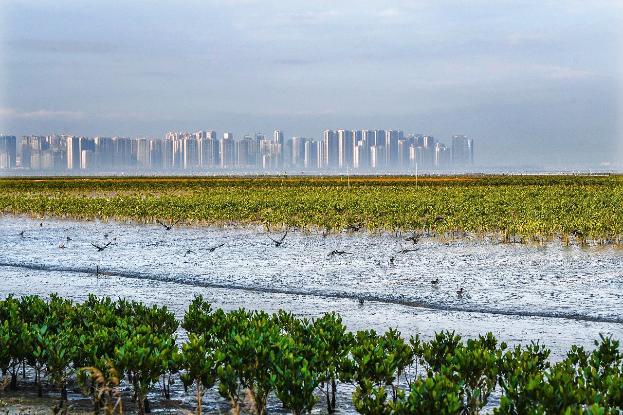 02濕地修復(fù)，筑起“海上綠色長城”.jpg